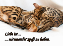 Bengal Katzen Deutschland